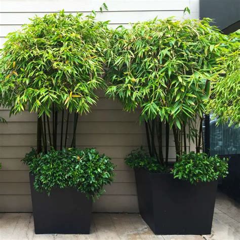 Growing Bamboo In Pots Indoors: 12 Tips And Tricks