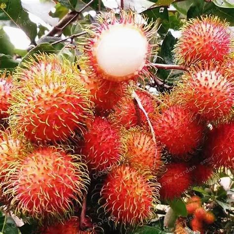 Rambutan Seeds 5 Pcs - Best Seeds Online | Free Shipping Worldwide ...