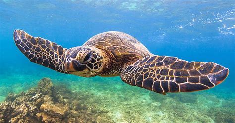 Maui Snorkeling Trips | Molokini Crater and Turtle Town Tours | Turtle, Sea turtle pictures, Sea ...