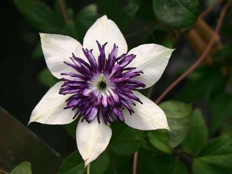 Clematis 'Bicolor' / 'Sieboldii' - Clematis florida 'Bicolor' / 'Sieboldii' - Baumschule Horstmann