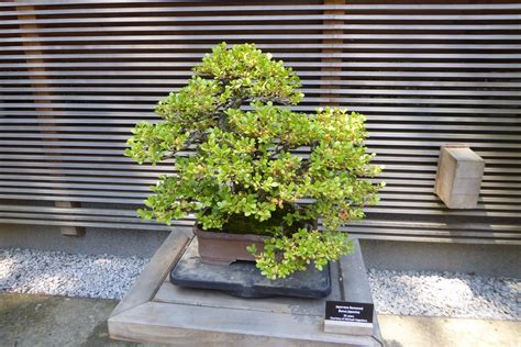 Beautiful Japanese Boxwood Bonsai