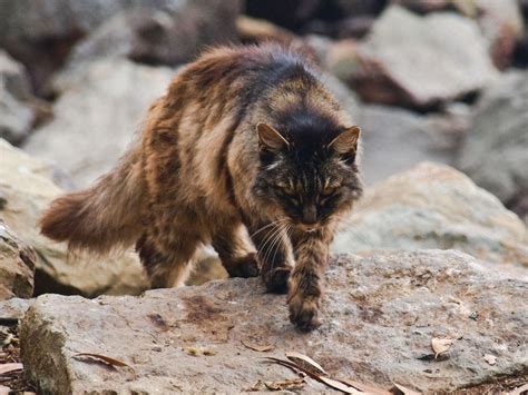 Feral Cat In Bergen County Tests Positive For Rabies | Ridgewood, NJ Patch