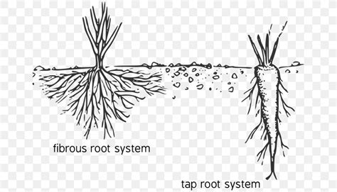 Fibrous Root System Taproot Diagram Plant, PNG, 669x469px, Watercolor, Cartoon, Flower, Frame ...