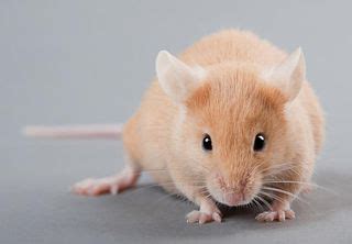 Warm, Comfy Mice Make Better Lab Specimens | Live Science