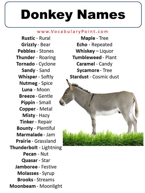 460+ Best Donkey Names (Unique,Funny,Male & Female) in 2024 | Donkey, Cute pet names, Pet names