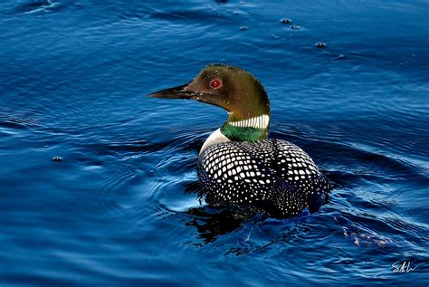 Common Loon Breeding Plumage by AzureWindProductions on DeviantArt