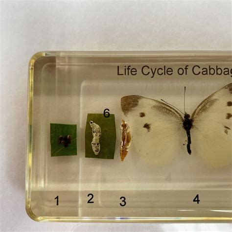 Life cycle of the cabbage butterfly, set in resin, at natur showroom