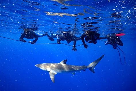 SHARK DIVING | SHARK SCUBA DIVING | REEF OR WRECKS DIVING