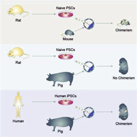 Illustrate the human-pig Hybrid created in the lab. Credit: Salk ...