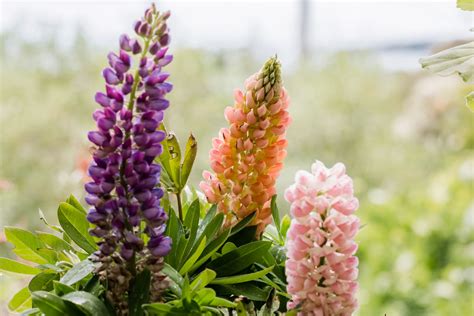 Lupine: Plant Care & Growing Guide