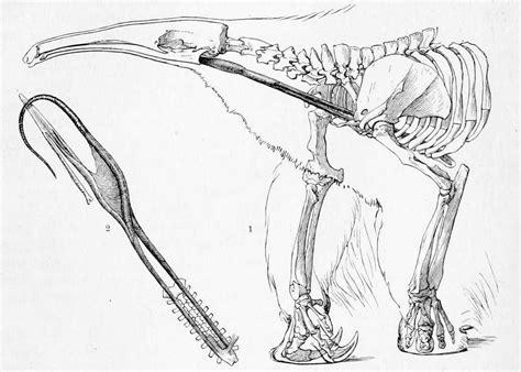 Scientific Illustration | Anatomia animal, Desenho de animais, Tamanduá ...