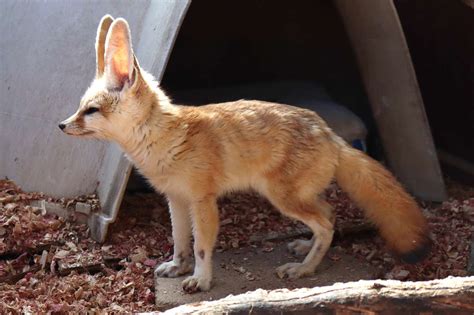 Keeping and Caring for Fennec Foxes as Pets