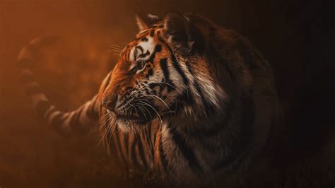 Download Animal Tiger 4k Ultra HD Wallpaper