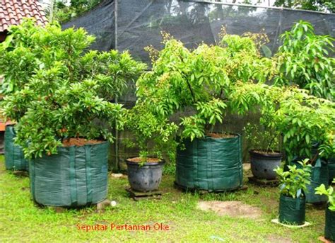 35 Jenis Tanaman Buah Dalam Pot Terbaru dan Terlengkap - REFERENSI ILMU ...