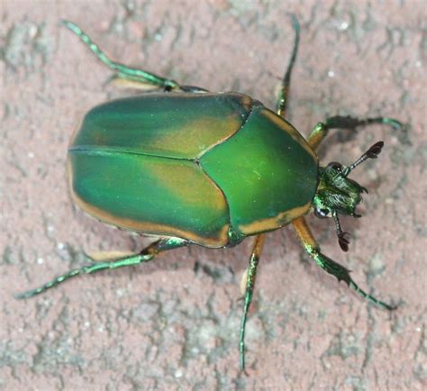 A green Scarab.+ | Beetle, Beetle tattoo, A bug's life