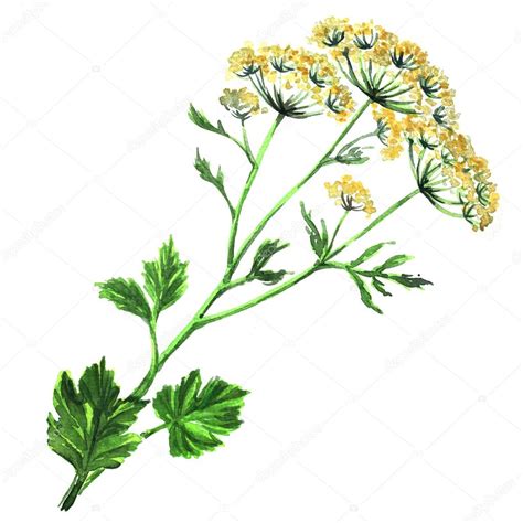 Fennel flowers anise with leaves isolated Stock Photo by ©deslns 82953954