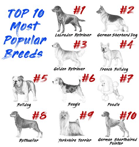 AKC's Most Popular Dog Breeds