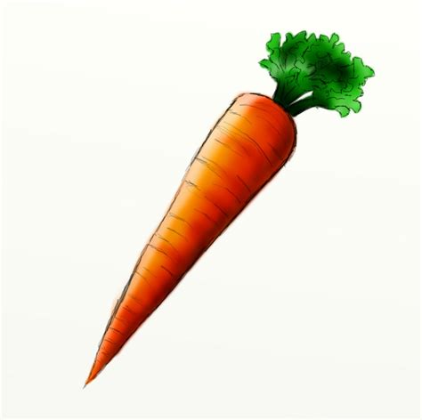 How to Draw a Carrot | Carrots, Paintings and Watercolor