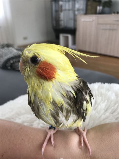 Wet birddd | Budgies, Cockatiel, Birbs