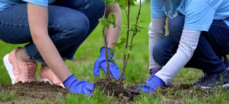 How Planting Trees Impacts the Environment - Premier Tree Solutions