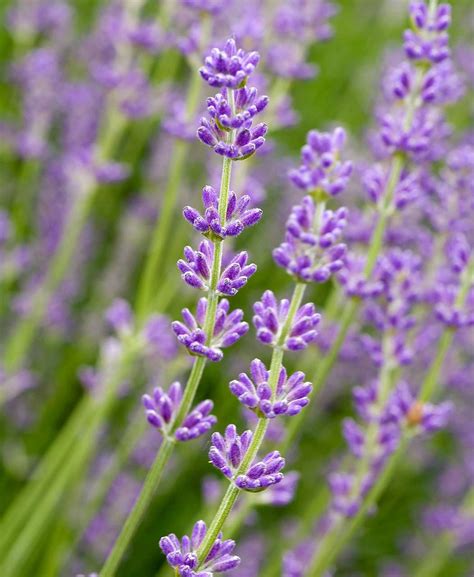 Lavender Plant Types