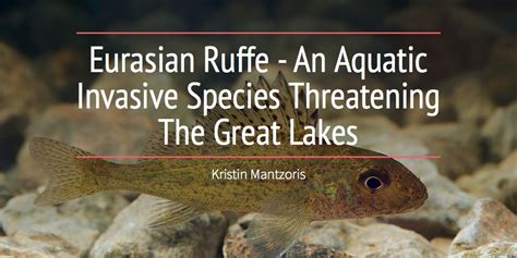 Eurasian Ruffe - An Aquatic Invasive Species Threatening The Great Lakes