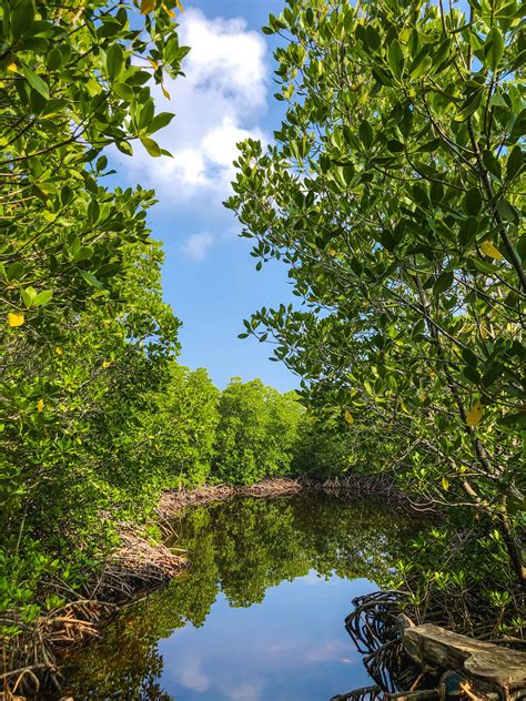 Eastern Mangroves Play Important Role in Combating Climate Change in ...