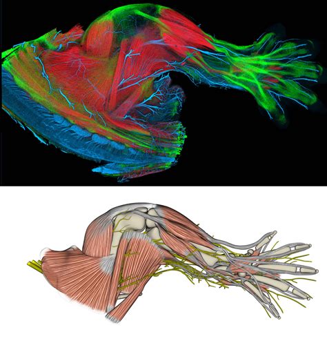 Lizard muscle reference. Study of the muscles in a lizards shoulder and ...