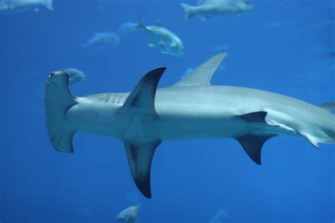 Hammerhead shark | Hammerhead shark at the Georgia Aquarium.… | Flickr