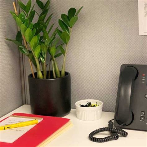 7 Low-Maintenance Office Plants That Can Beautify Your Desk