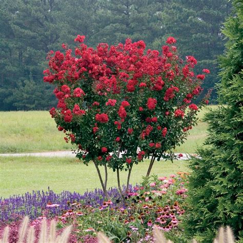 Lagerstroemia Red Rocket® | Fast growing shade trees, Crape myrtle, Lagerstroemia