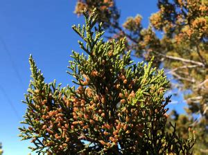 Mountain Cedar "AKA" Texas's Wintertime Misery - Family Allergy ...