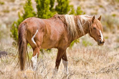 Wild Horses of Nevada photography | Stallions | 2B0P4049-Edit