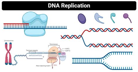 DNA Replication- Definition, enzymes, steps, mechanism, diagram (2022)