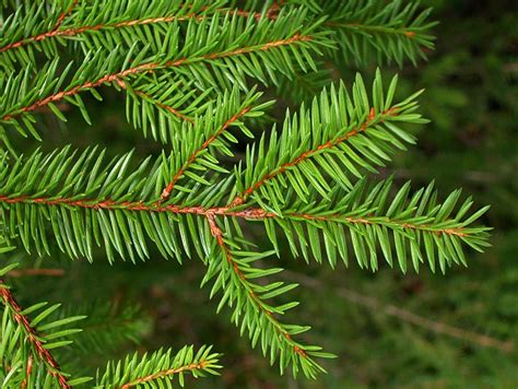 Picea abies (Norway spruce) description