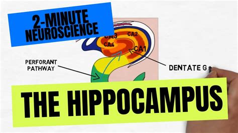 Hippocampus anatomy and visual cortex mouse - powenpurchase