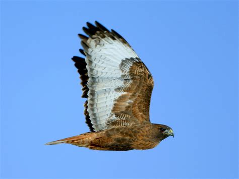 Red Tailed Hawk