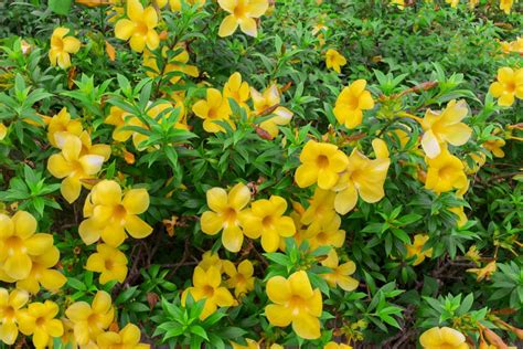 Yellow Bells: Plant Care & Growing Guide