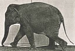 Elephant - Wikipedia