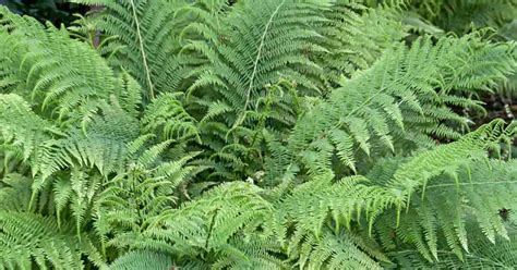 Dryopteris Filix-Mas: How To Grow and Care For Male Fern