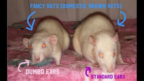 Dumbo Rats Vs Fancy Rats What Do They Mean?!, 44% OFF