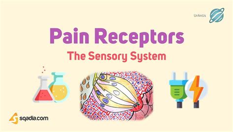 The Sensory System - Pain Receptors