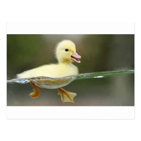 baby duck swimming cute postcard | Zazzle.com