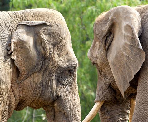 African elephant | San Diego Zoo Kids