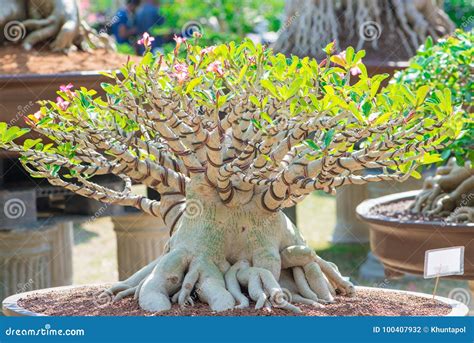 Bonsai Style of Adenium Tree or Desert Rose in Flower Pot Stock Photo - Image of bright, growth ...