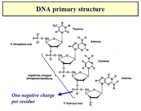 Structure and Components of DNA – Microbe Online