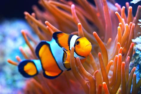 New Research Suggests That Clownfish Aren’t As Nice As Nemo, And They ...