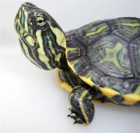 81 best LAND TURTLES images on Pinterest | Turtles, Adorable animals ...