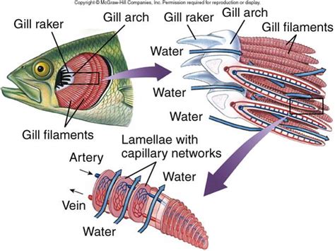 Respiratory Systems: Humans and Fish - Body systems