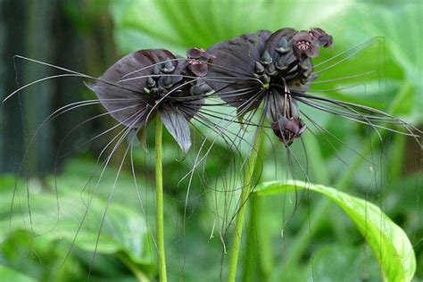 Black Bat Flower: Care and Growing Guide